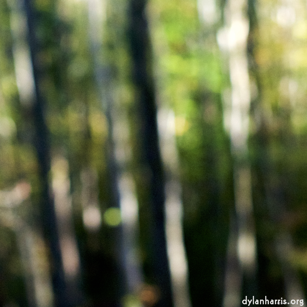 Image: Image 'wood (xviii) 1'