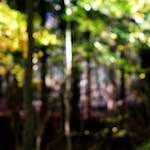 image: Image from the photoset ‘wood (xviii)’.