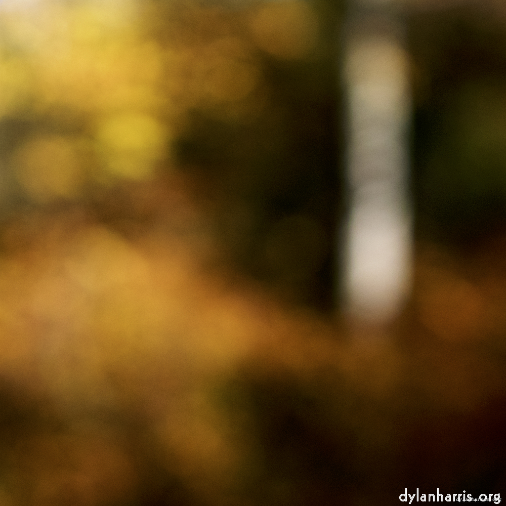 image: unfocused forest