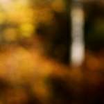 image: unfocused forest