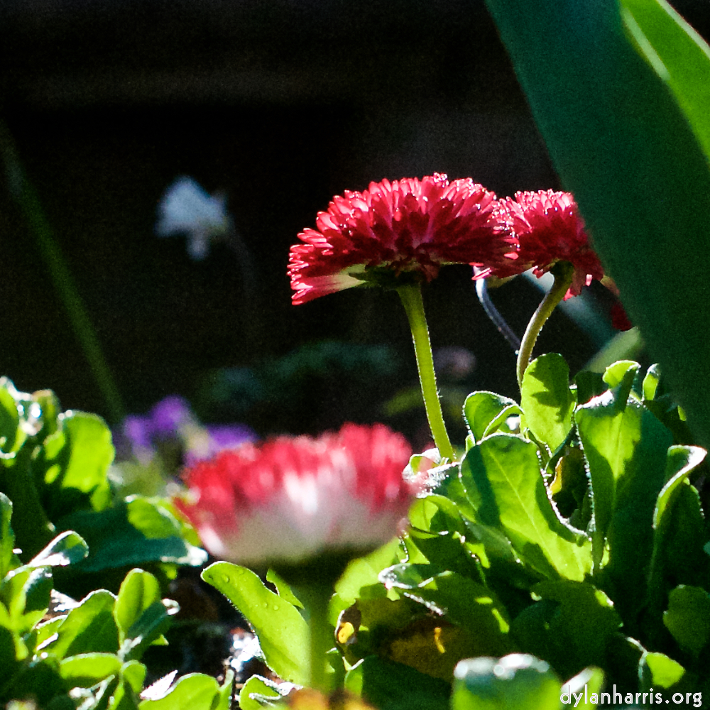 image: escher bloemen