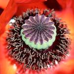 image: autumn flowers