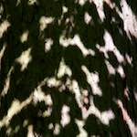 Sixth image from the photoset 'zürich (ii)'.