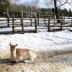 image: a doe in the snow