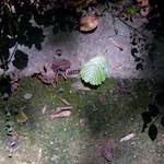 Image: Second image from the photoset 'parc (viii)'.