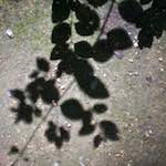 Image: Sixth image from the photoset 'parc (viii)'.