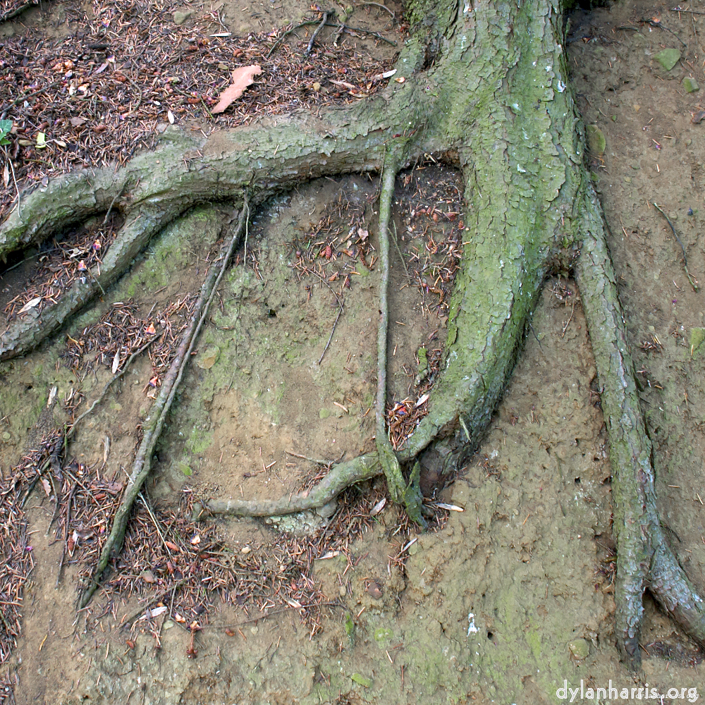 Image: Image 'parc (ix) 3'.
