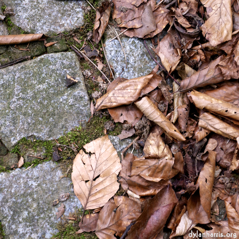 Image: Image 'parc (ix) 6'.