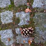 Image: Second image from the photoset 'parc (ix)'.