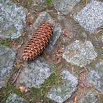 Image: Fifth image from the photoset 'parc (ix)'.