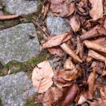 Image: Sixth image from the photoset 'parc (ix)'.