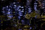 Image: First image from the photoset 'leaf (iii)'.