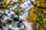 Image: Second image from the photoset 'leaf (iii)'.
