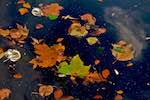 Image: Fourth image from the photoset 'leaf (iii)'.