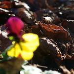 Fourth image from the photoset 'flower (xxxiv)'.