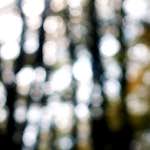 Third image from the photoset 'wood (xxii)'.