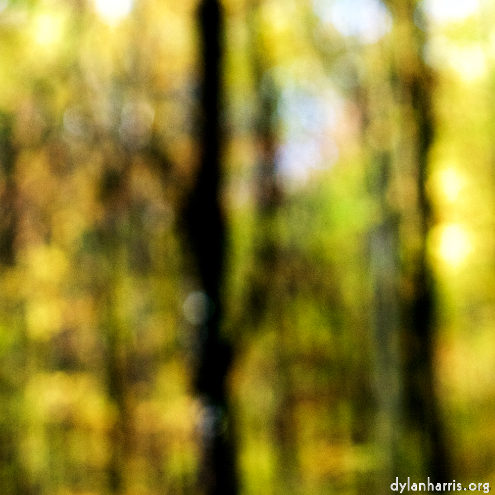 image: This is ‘wood (xxiii) 7’.
