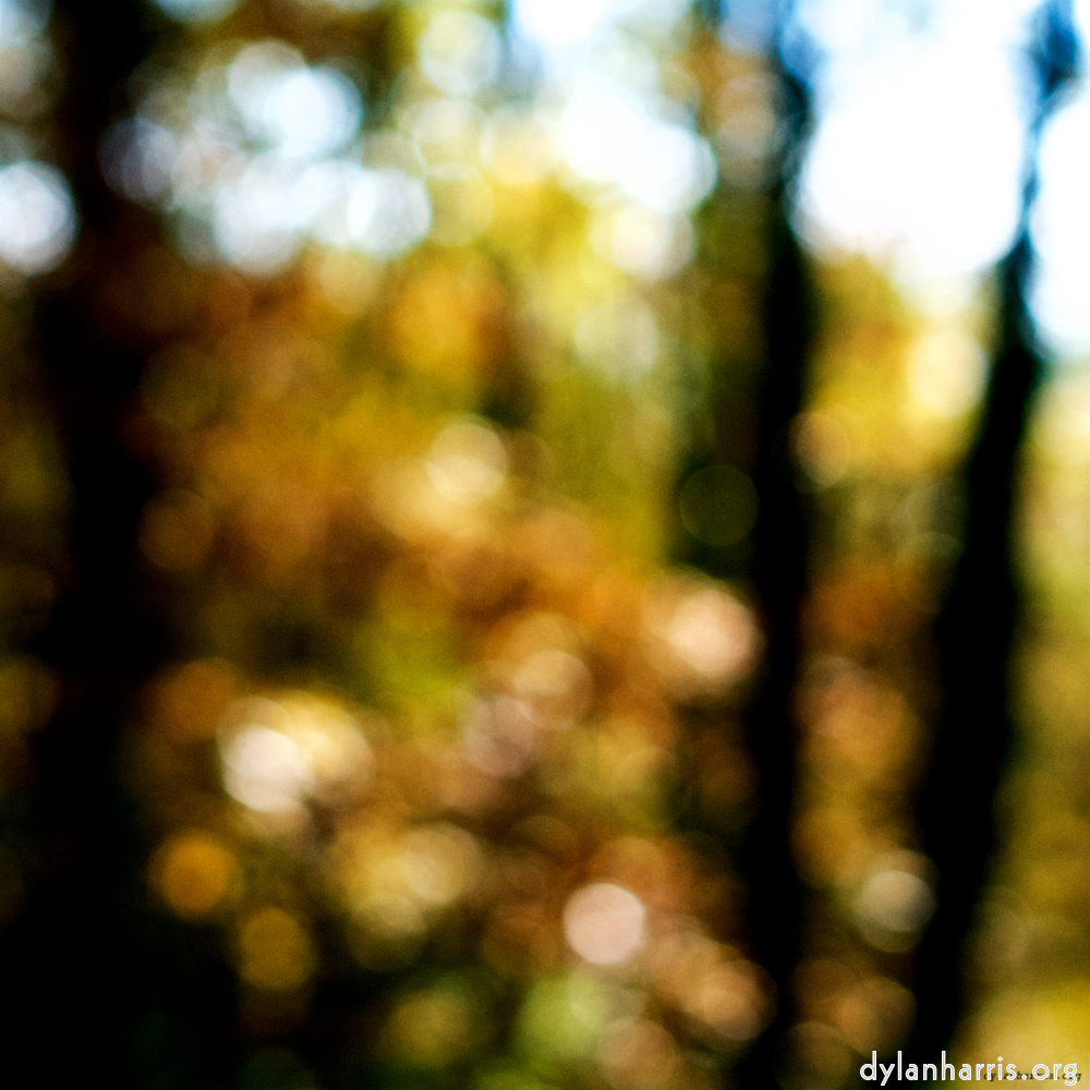 Image 'wood (xxiii) 8'