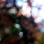 Second image from the photoset 'wood (xxiv)'.