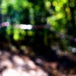 Sixth image from the photoset 'wood (xxiv)'.