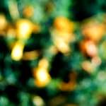 Seventh image from the photoset 'wood (xxiv)'.