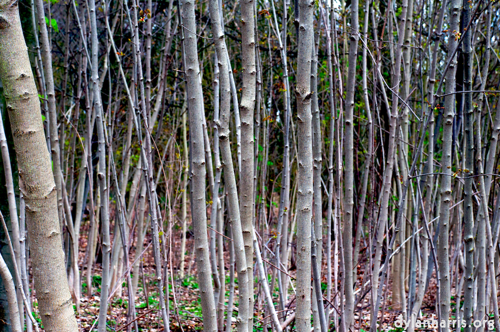 Image 'parc (i) 2'.