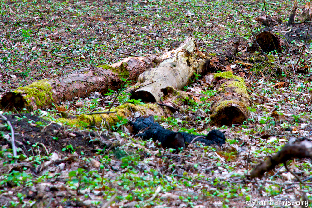 Image 'parc (i) 6'.
