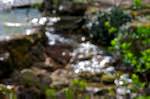 Twelfth image from the photoset 'parc (i)'.