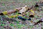 Sixth image from the photoset 'parc (i)'.