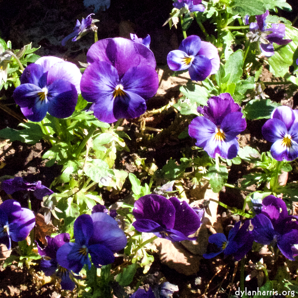 Image 'flower (v) 4'.