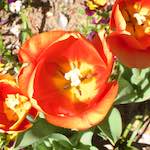 Third image from the photoset 'flower (v)'.