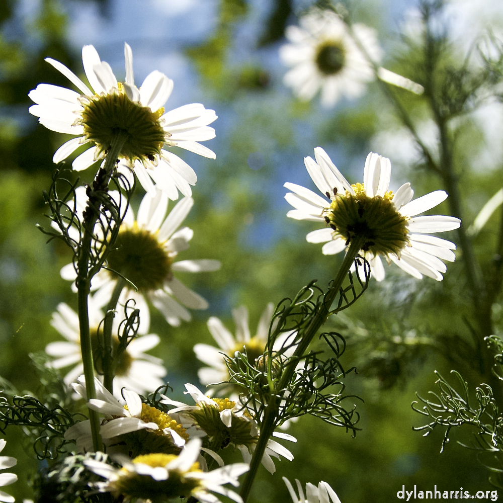 image: Four more flowery photosets.