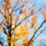 image: Image from the photoset ‘park (xxxiv)’.