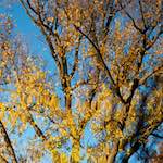 image: Image from the photoset ‘park (xxxiv)’.