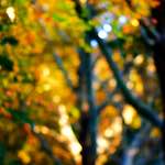 image: Image from the photoset ‘park (xxxiv)’.
