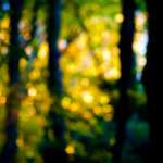image: Image from the photoset ‘park (xxxiv)’.
