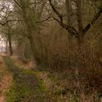 Image: First image from the photoset 'swineshead (vi) — buster’s vanished'.