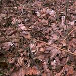 Image: Eighth image from the photoset 'swineshead (vi) — buster’s vanished'.