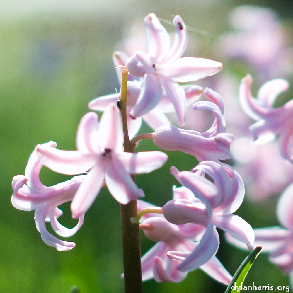 image: close up of a group of small flowers, with a few petals in focus