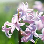 image: close up of a group of small flowers, with a few petals in focus