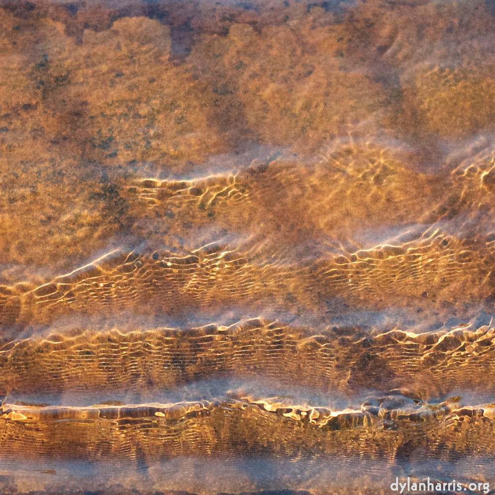 image: Voici ‘fleurs d’esch (cxxii) 1’.