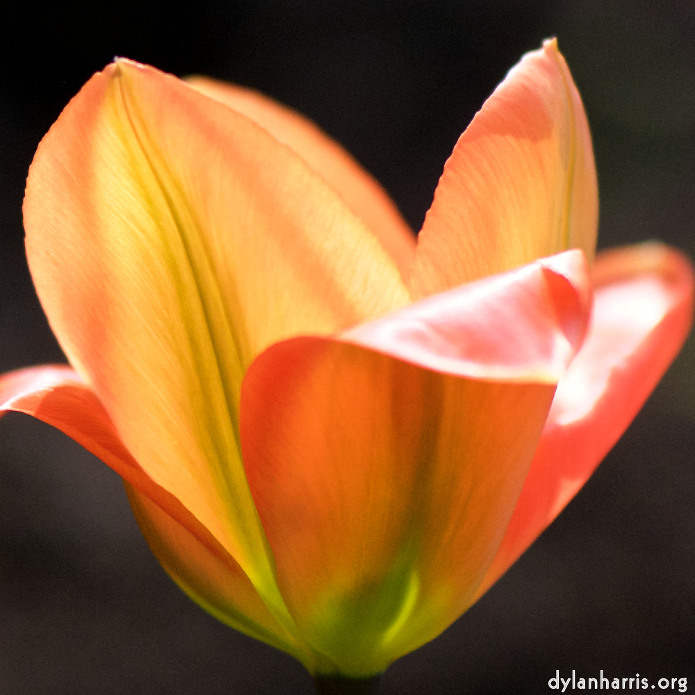image: Voici ‘fleurs d’esch (cxxiii) 4’.