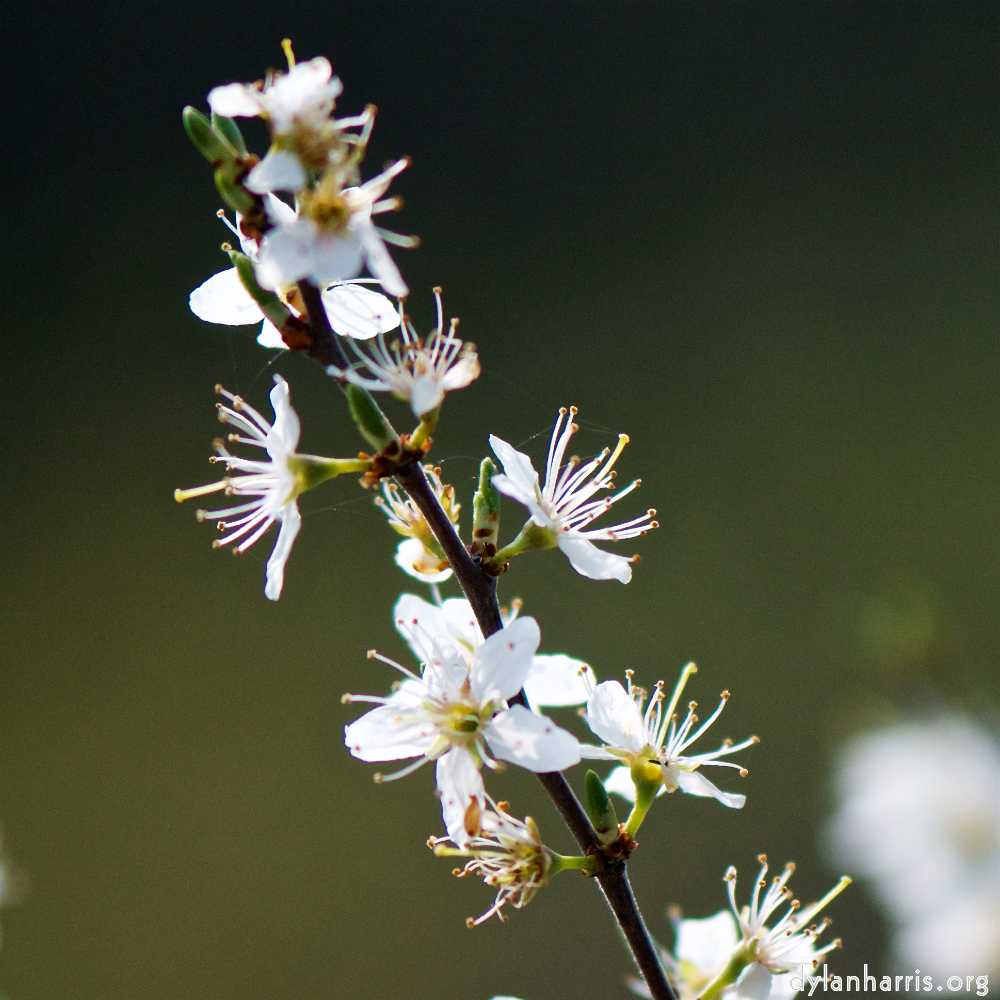 image: Voici ‘fleurs d’esch (cxxiii) 5’.