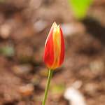 image: Image du photoset ‘fleurs d’esch (cxxiii)’.