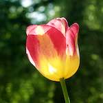 image: escher bloemen fotogruppen