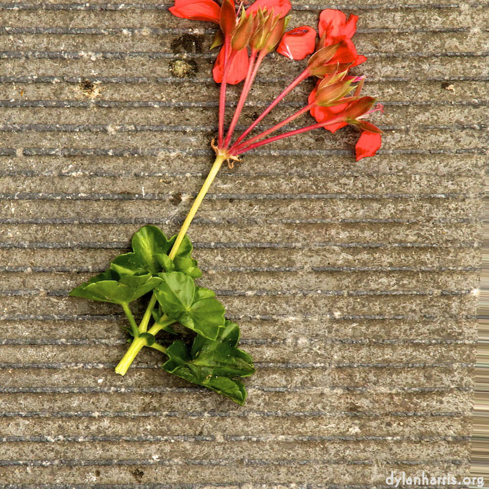 Image: Image 'brugge (iv) 9'.