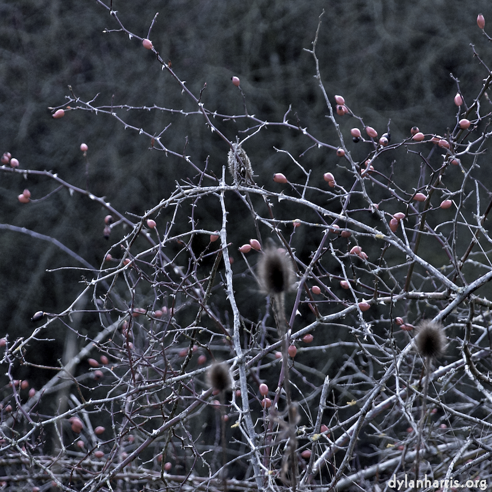image: This is ‘irchester 5’.