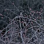 image: Image from the photoset ‘irchester’.