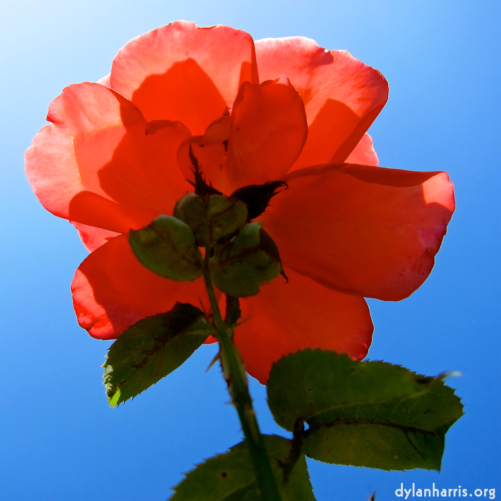image: This is ‘flowers of esch (civ) 6’.