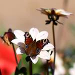 image: butterfly on flower